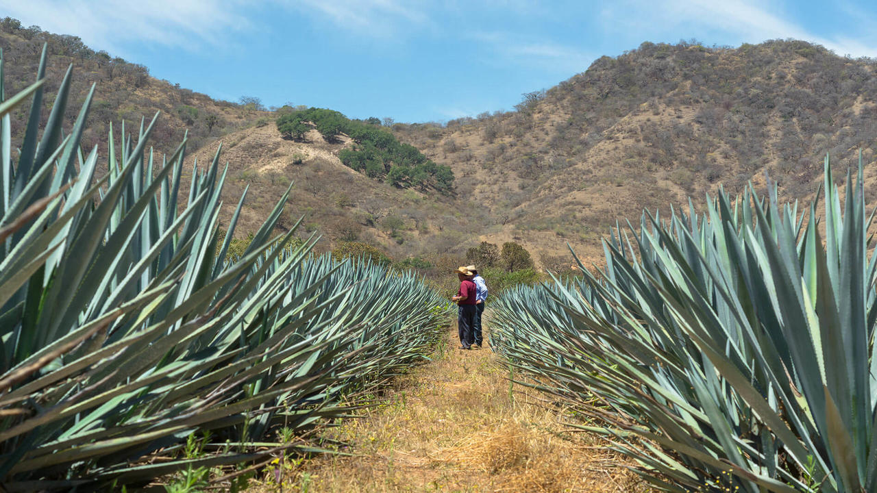 agave-field-mexico